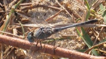 dove-osano-i-dragonflies-28261