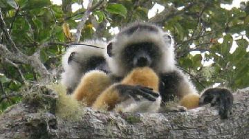 il-madagascar-avventure-tra-lemuri-foreste-e-mare-29082