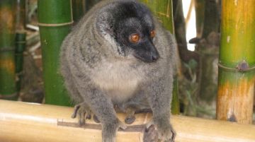 il-madagascar-avventure-tra-lemuri-foreste-e-mare-29092