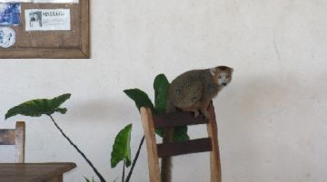 il-madagascar-avventure-tra-lemuri-foreste-e-mare-29095