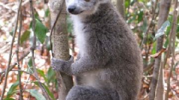 il-madagascar-avventure-tra-lemuri-foreste-e-mare-29098