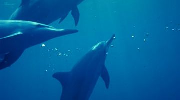 in-acqua-con-i-delfini-68