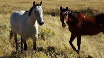 in-un-ranch-del-colorado-cowboy-tra-i-cowboys-8194