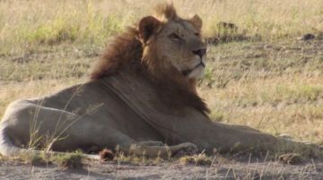 kenya-mare-e-safari-43797
