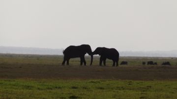 kenya-mare-e-safari-43798