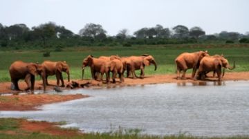 kenya-natale-in-safari-26377