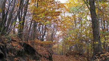 la-foresta-della-deiva-pastello-autunnale-nel-parco-del-beigua-19152