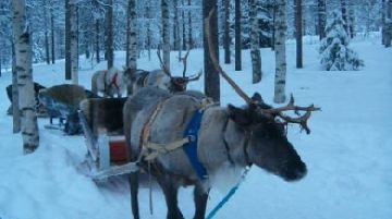 la-lapponia-finlandese-dinverno-con-escursione-a-tallin-13838