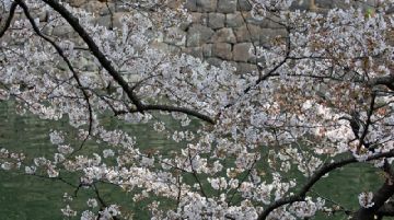lhanami-in-giappone-36685