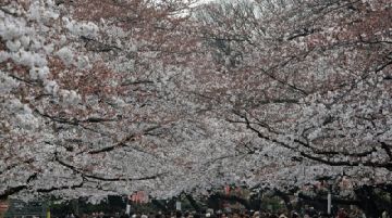 lhanami-in-giappone-36689