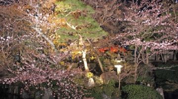 lhanami-in-giappone-36700