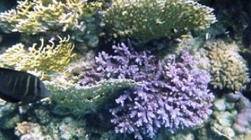 marsa-alam-pesci-coralli-e-cammelli-2683