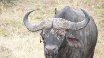 masai-mara-lottava-meraviglia-del-mondo-32304