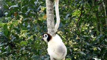 noi-e-i-lemuri-parte-prima-21289