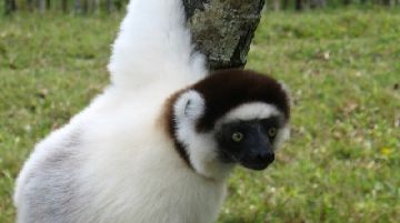noi-e-i-lemuri-parte-prima-21290
