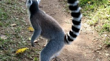 noi-e-i-lemuri-parte-prima-21293