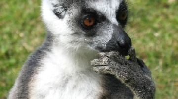 noi-e-i-lemuri-parte-prima-21296