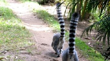 noi-e-i-lemuri-parte-prima-21301