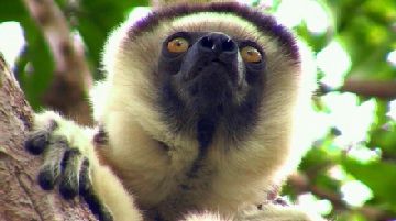 noi-e-i-lemuri-parte-prima-21306