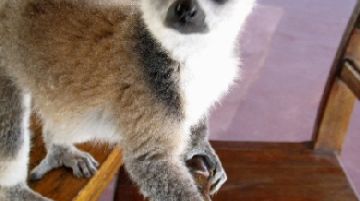noi-e-i-lemuri-parte-prima-21551