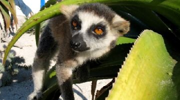 noi-e-i-lemuri-parte-seconda-21328