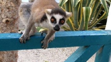 noi-e-i-lemuri-parte-seconda-21341