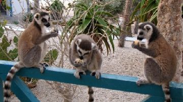 noi-e-i-lemuri-parte-seconda-21343