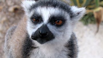 noi-e-i-lemuri-parte-seconda-21346