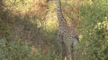 safari-in-tanzania-con-tenda-e-sacco-a-pelo-42244
