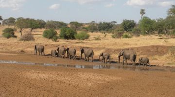 safari-in-tanzania-con-tenda-e-sacco-a-pelo-42263
