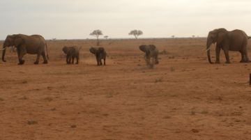 safari-in-tanzania-con-tenda-e-sacco-a-pelo-42272