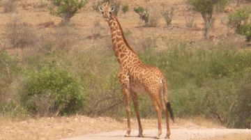 safari-in-tanzania-con-tenda-e-sacco-a-pelo-42274