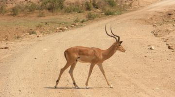 safari-in-tanzania-con-tenda-e-sacco-a-pelo-42276