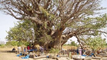 senegal-il-paese-dei-baobab-9803