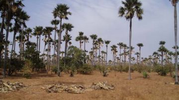 senegal-il-paese-dei-baobab-9806