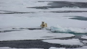 svalbard-polar-bear-special-46395