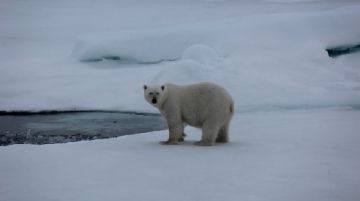 svalbard-polar-bear-special-46399