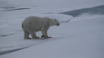 svalbard-polar-bear-special-46400