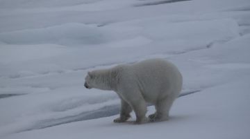 svalbard-polar-bear-special-46401