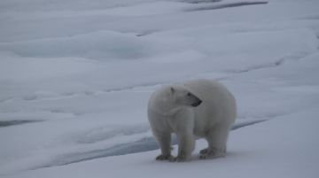 svalbard-polar-bear-special-46402