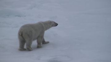 svalbard-polar-bear-special-46403