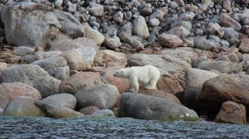 svalbard-polar-bear-special-46414
