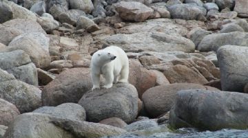 svalbard-polar-bear-special-46415
