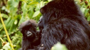 viaggio-in-uganda-e-rwanda-gorilla-e-non-solo-10250