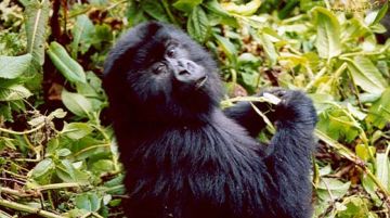 viaggio-in-uganda-e-rwanda-gorilla-e-non-solo-10255