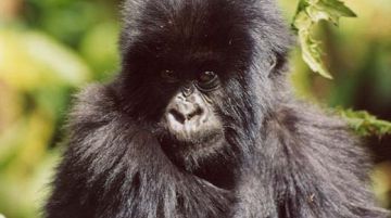 viaggio-in-uganda-e-rwanda-gorilla-e-non-solo-10257