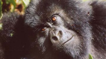 viaggio-in-uganda-e-rwanda-gorilla-e-non-solo-10258
