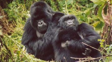 viaggio-in-uganda-e-rwanda-gorilla-e-non-solo-10259