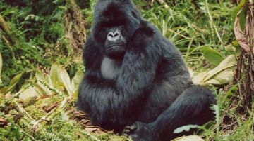 viaggio-in-uganda-e-rwanda-gorilla-e-non-solo-10260