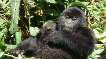 viaggio-in-uganda-e-rwanda-gorilla-e-non-solo-10262